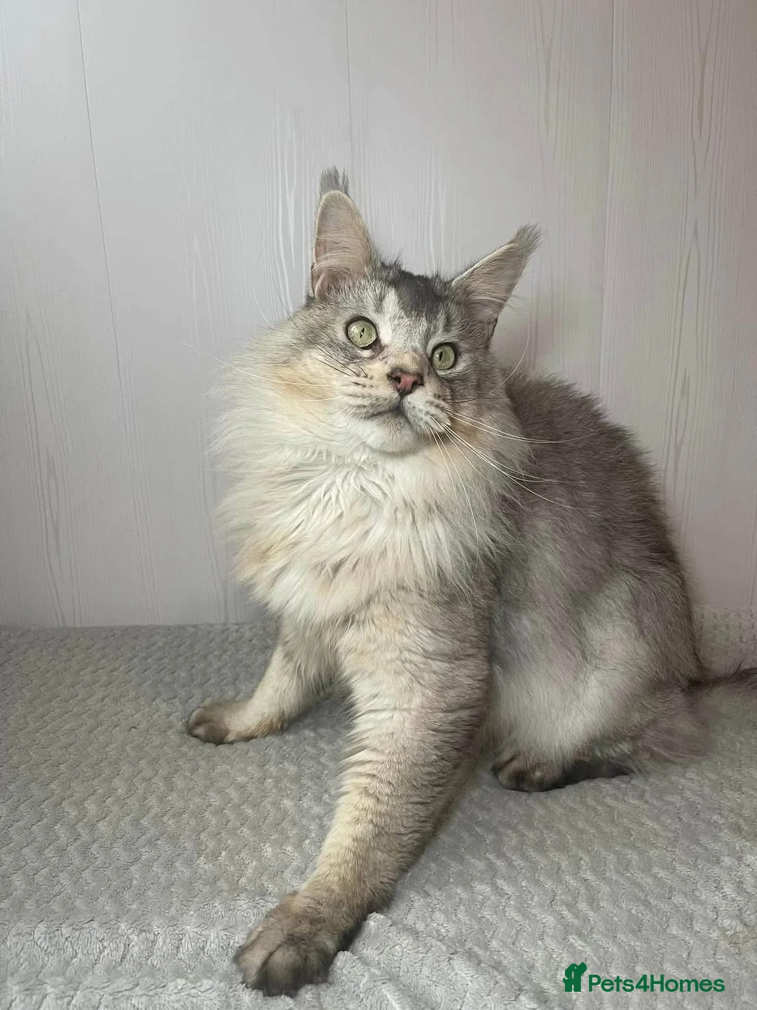 Maine Coon cats for sale: Retired Russian Stud - Advert 4