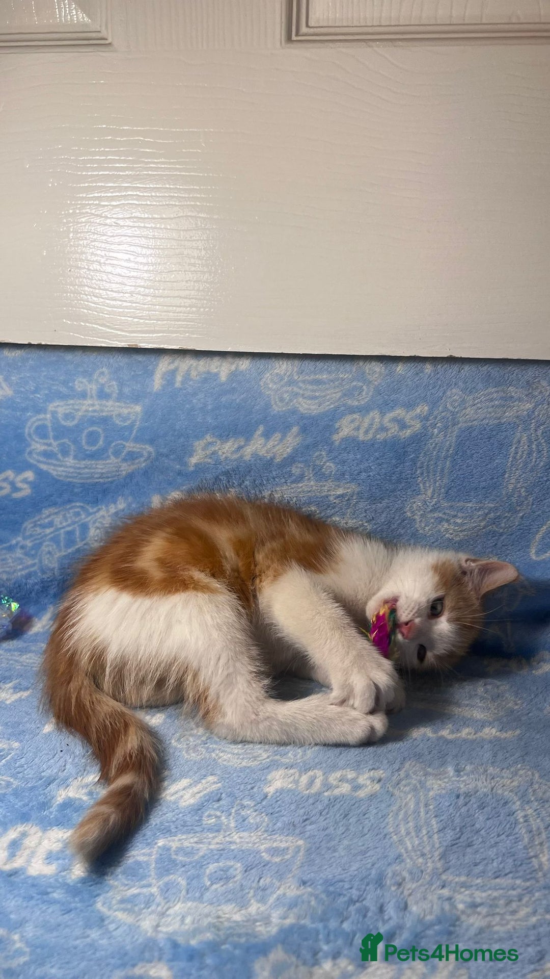 Mixed Breed cats for sale: 3 Lovely Kittens - Image 6
