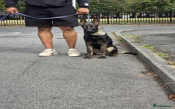 German Shepherd dogs for sale: German Shepherd puppies  in Scunthorpe - Image 10