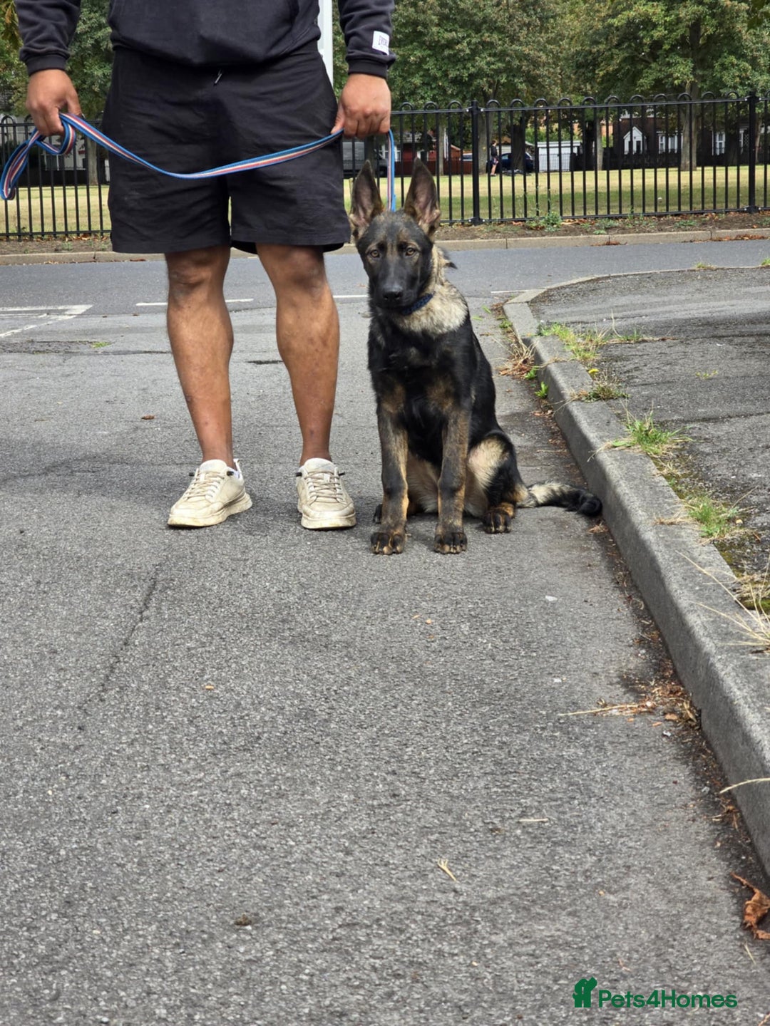 German Shepherd dogs for sale: German Shepherd puppies  in Scunthorpe - Image 10