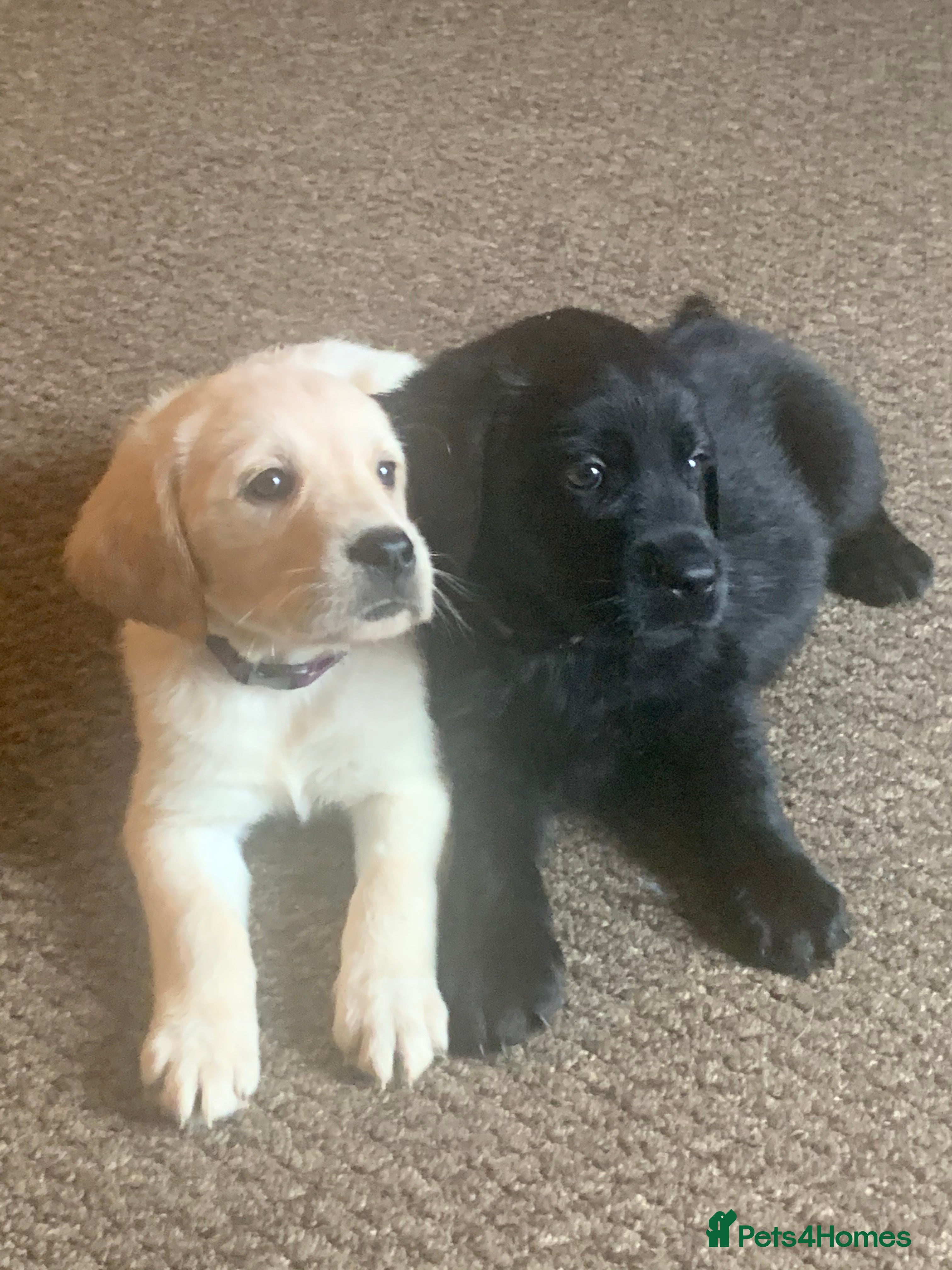 Goldador dogs Extensively health tested Goldador puppies - Advert 1