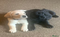 Goldador dogs for sale: Extensively health tested Goldador puppies due - Image 1