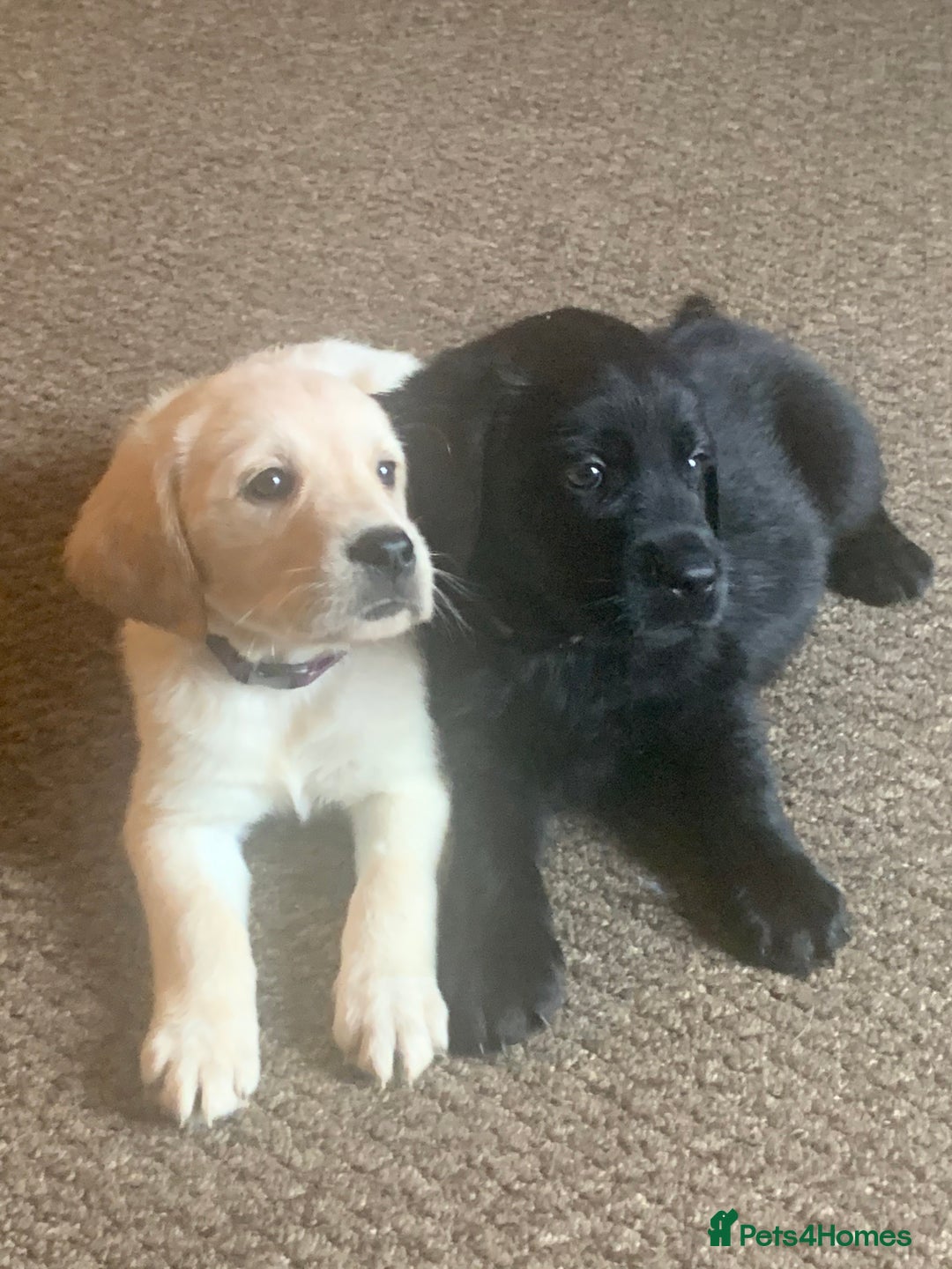Goldador dogs for sale: Extensively health tested Goldador puppies due - Image 1