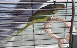 Parrots birds for sale: Alexandrian male parrot 11 months old talking - Image 2