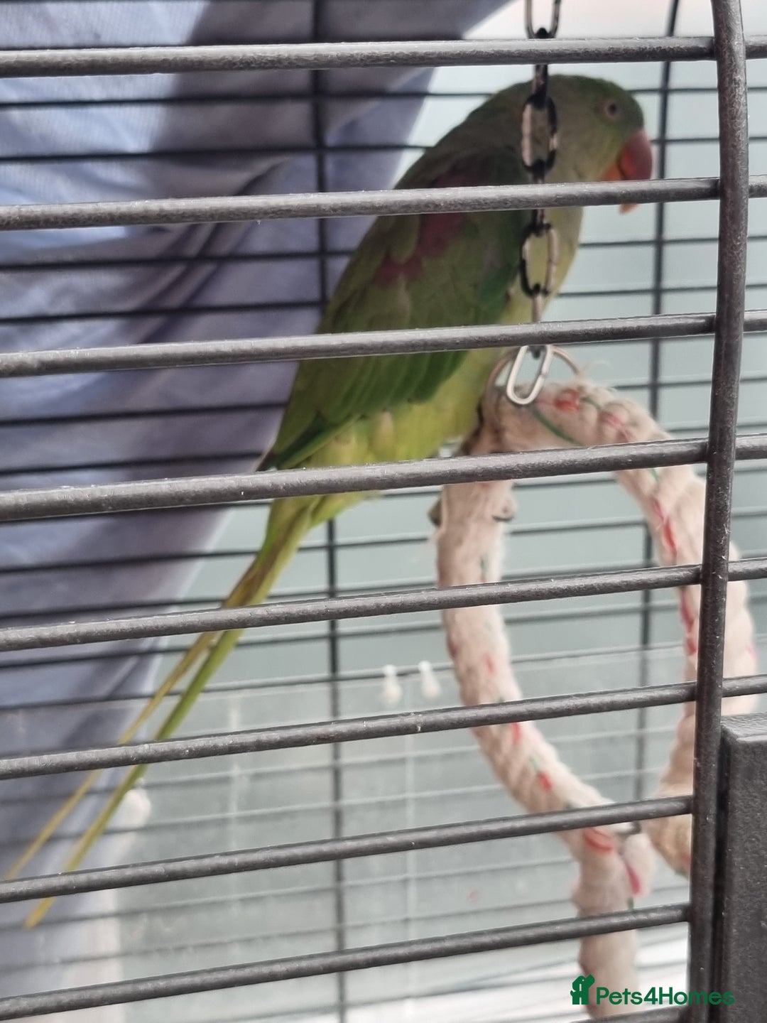 Parrots birds for sale: Alexandrian male parrot 11 months old talking - Image 2