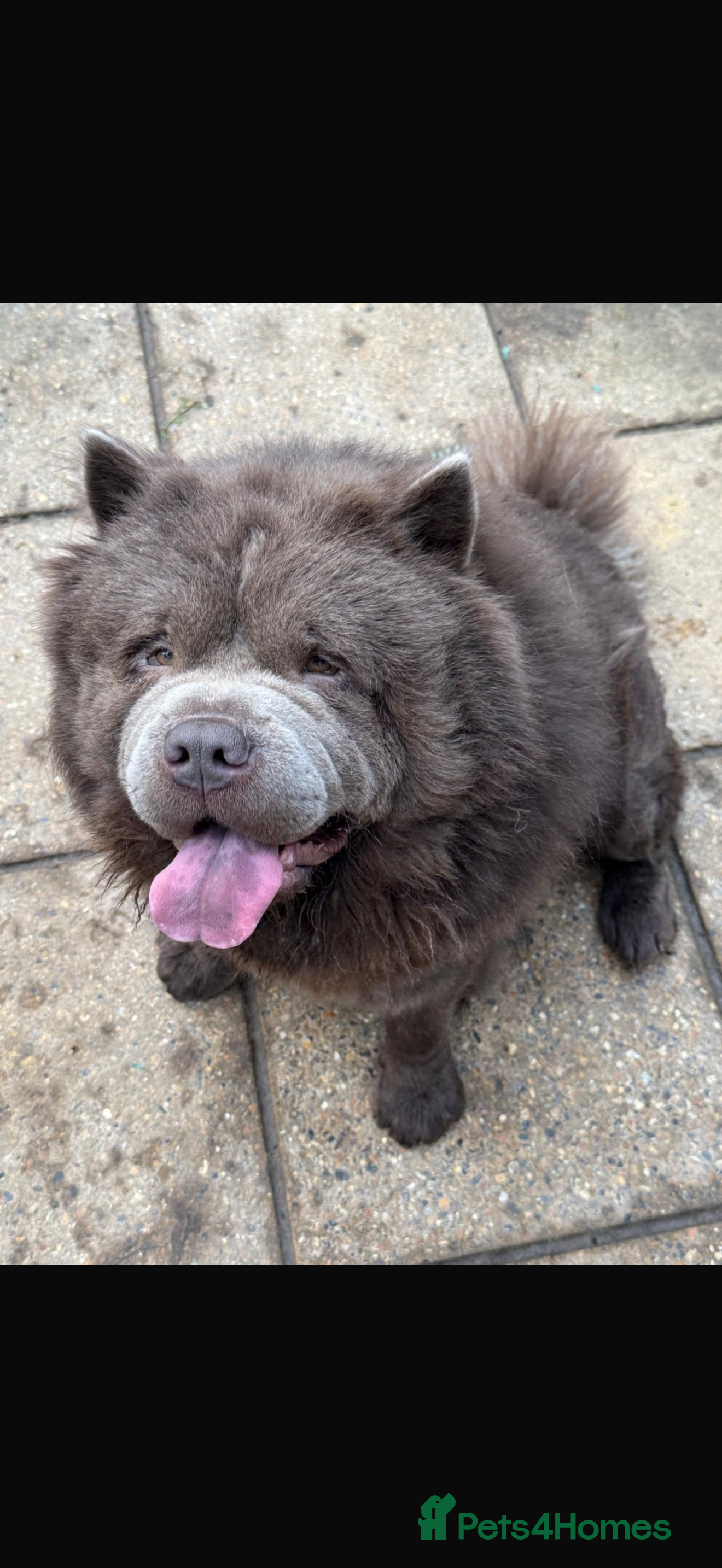 Chow Chow dogs Chow chow male for stud - Advert 1