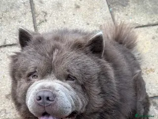 Chow Chow dogs Chow chow male for stud - Advert 1