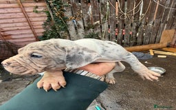 Mixed Breed dogs for sale: Old English cross, cane corsa  - Image 23