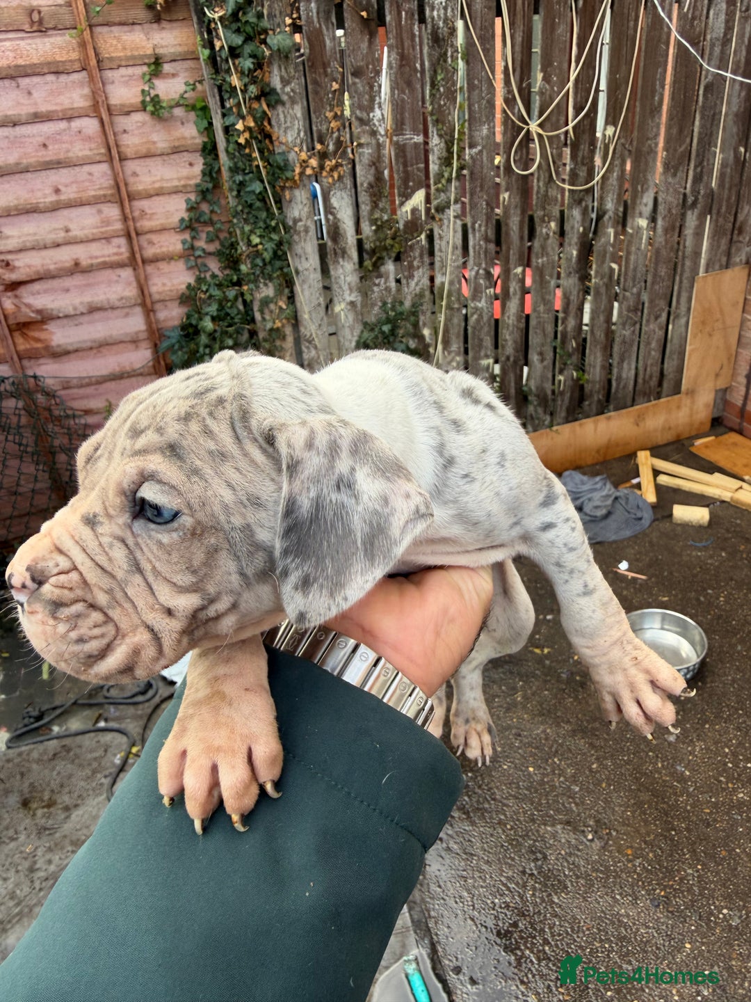 Mixed Breed dogs for sale: Old English cross, cane corsa  - Image 23