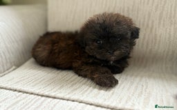 Mixed Breed dogs for sale: Shih-Poo or Shoodle - Image 19