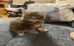 Maine Coon cats for sale: Stunning Maine coone kittens for sale - Image 1