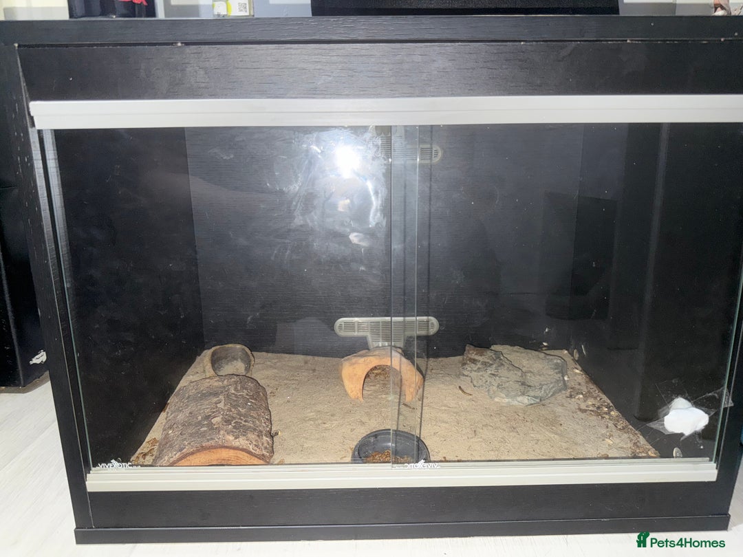 Leopard Gecko reptiles for sale: Leopard Gecko + enclosure  - Image 5