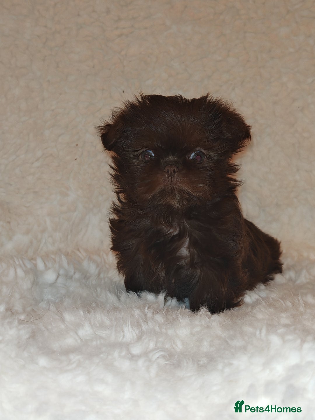 Shih Tzu dogs for sale: Shih Tzu cross Affenpinscher - Advert 6