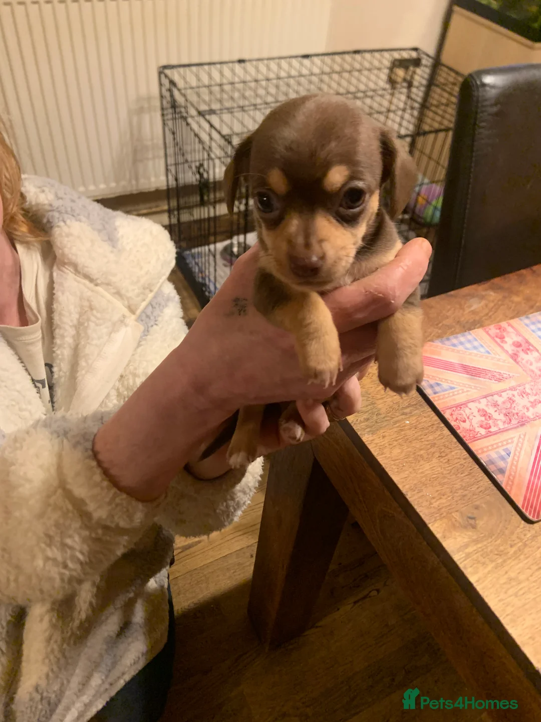 Chiweenie dogs for sale: Chiweenie puppies x5 - Advert 14