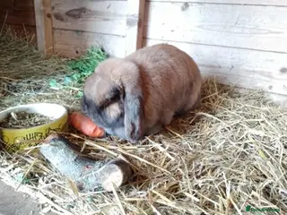 Netherland Dwarf rabbits minilop and netherland dwarf does - Advert 1