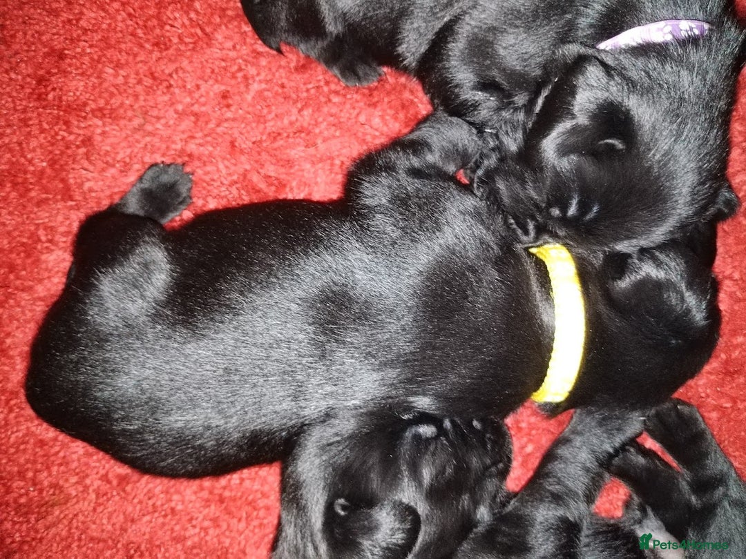 Labrador Retriever dogs for sale: Chunky Yellow & Black Labrador Puppies - Advert 8