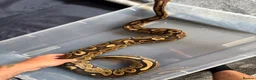 Python Snake reptiles for sale: Royal python and full setup  - Advert 5