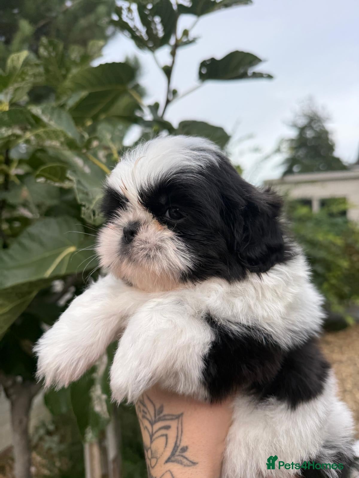 Shih Tzu dogs 5 purebred adorable fluffy shihtzu’s ready to view - Advert 4