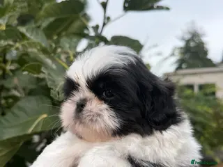 Shih Tzu dogs 5 purebred adorable fluffy shihtzu’s ready to view - Advert 4