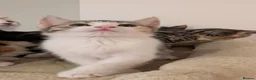 Mixed Breed cats for sale: 5 Beautiful Female Calico & Torbie Kittens - Advert 8