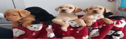 Labrador Retriever dogs for sale: Labrador puppies - Advert 1