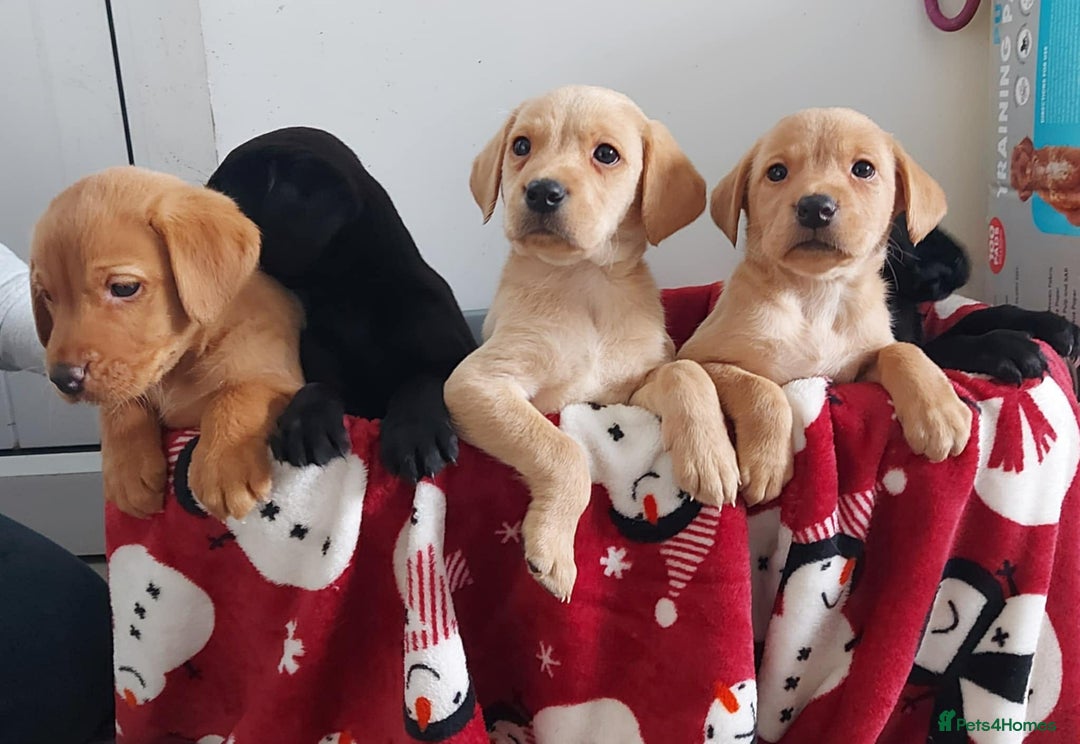 Labrador Retriever dogs for sale: Labrador puppies - Advert 1