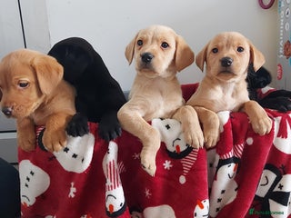 Labrador Retriever dogs Labrador puppies - Advert 3