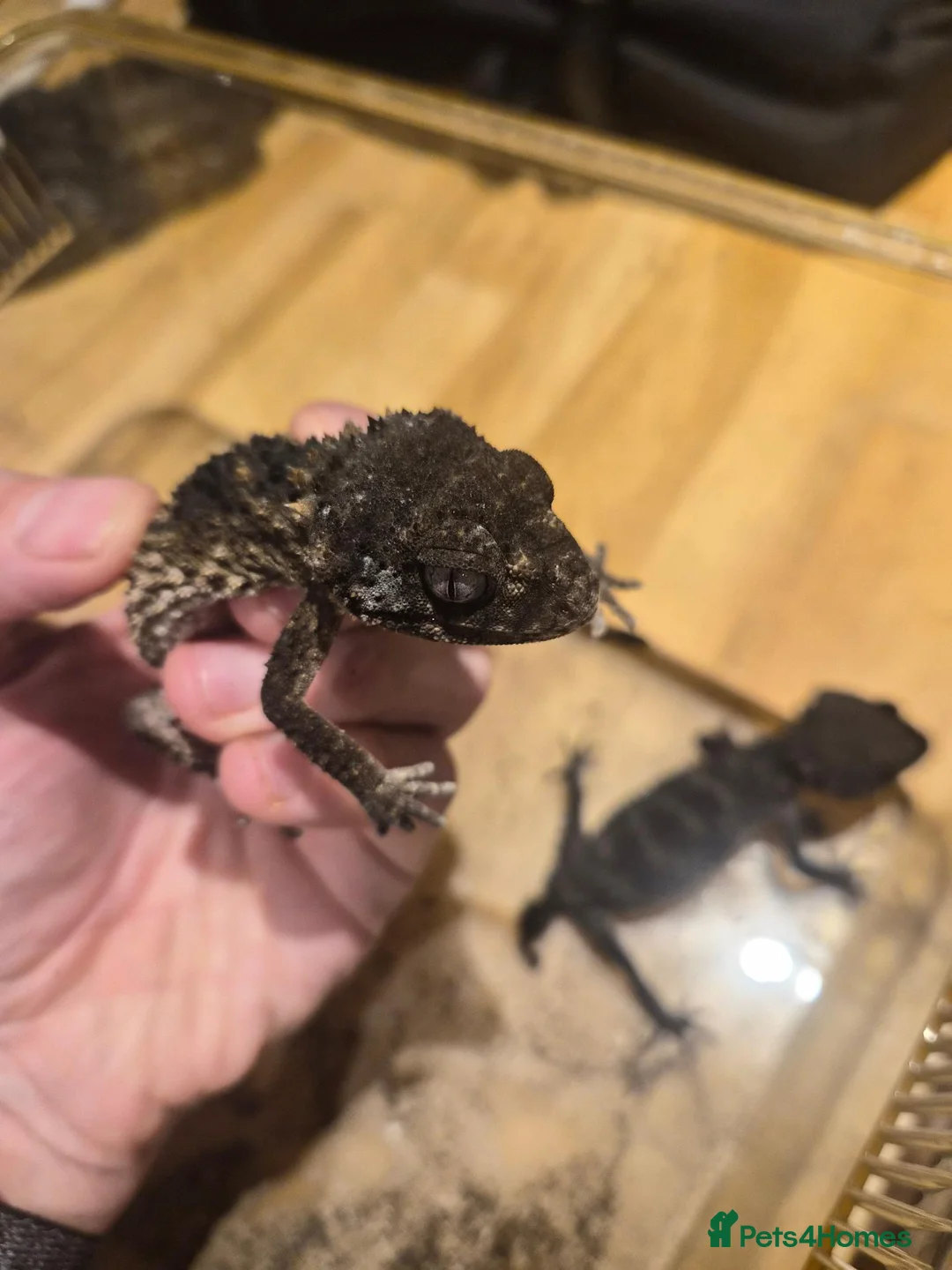 Gecko reptiles for sale: 1.1 Nephrurus asper (Rough Knob-tailed Gecko)  - Advert 14