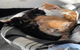 Domestic Shorthair cats for sale: 2 Ginger male kittens available  - Image 12
