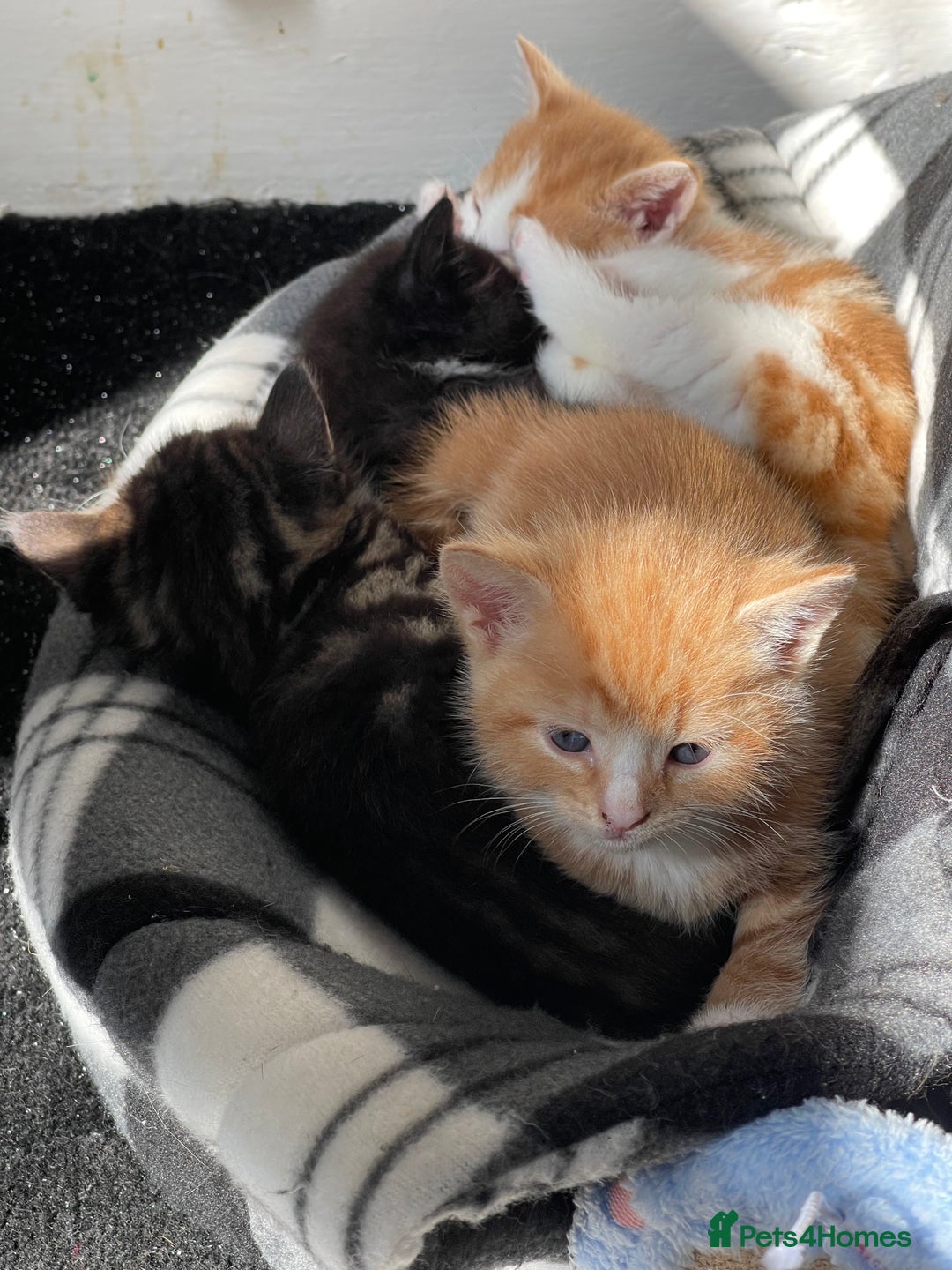 Domestic Shorthair cats for sale: 2 Ginger male kittens available  - Image 12
