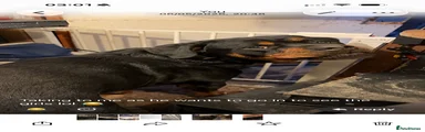 Rottweiler 1