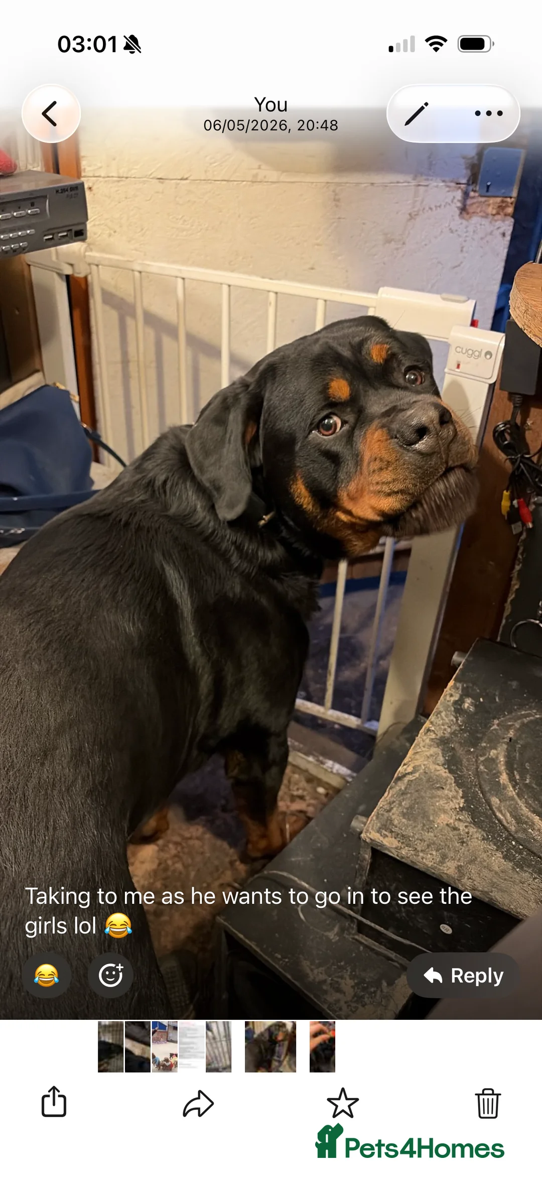 Rottweiler dogs for sale: Stunning Kc rottweiller boy  - Advert 2