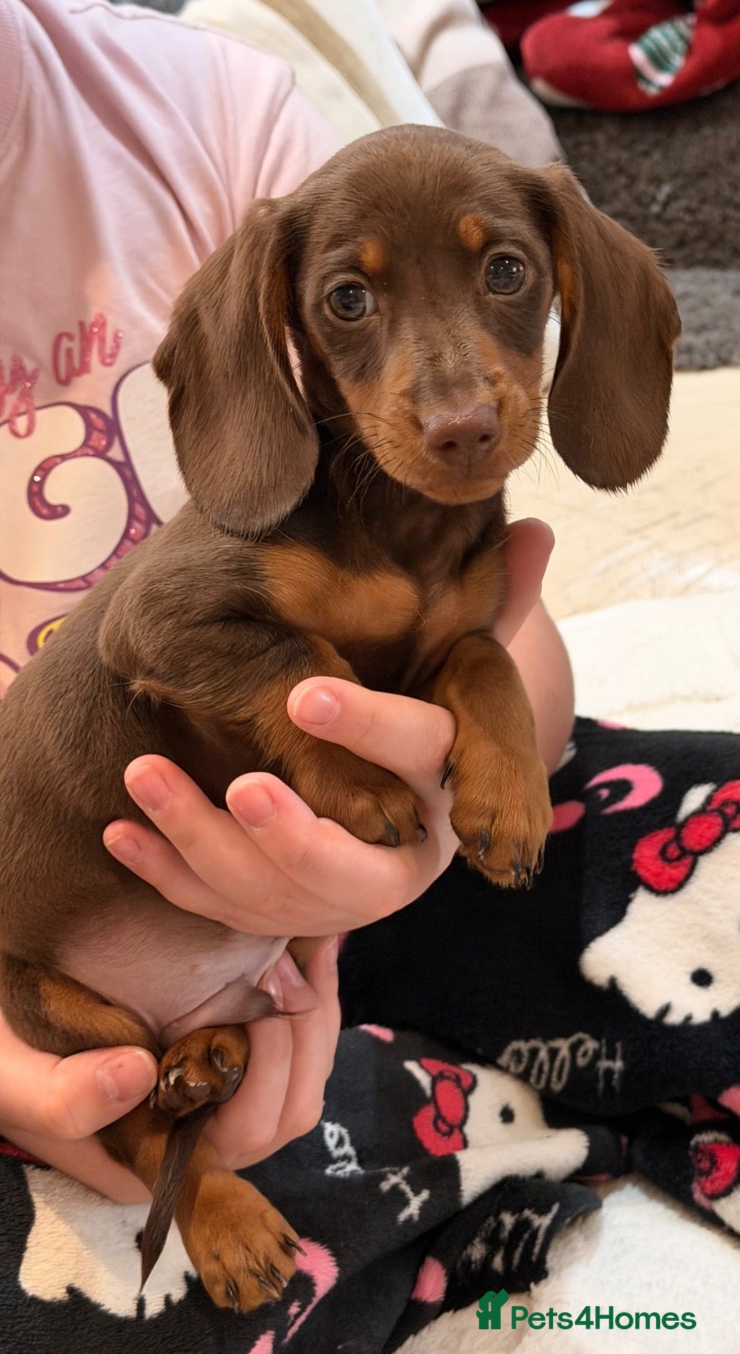 Dachshund dogs True miniature dachshund boys ready now  - Advert 1