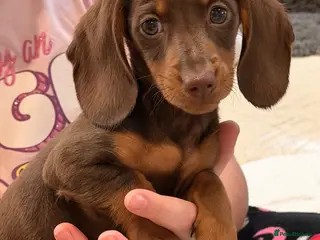 Dachshund dogs True miniature dachshund boys ready now - Advert 1