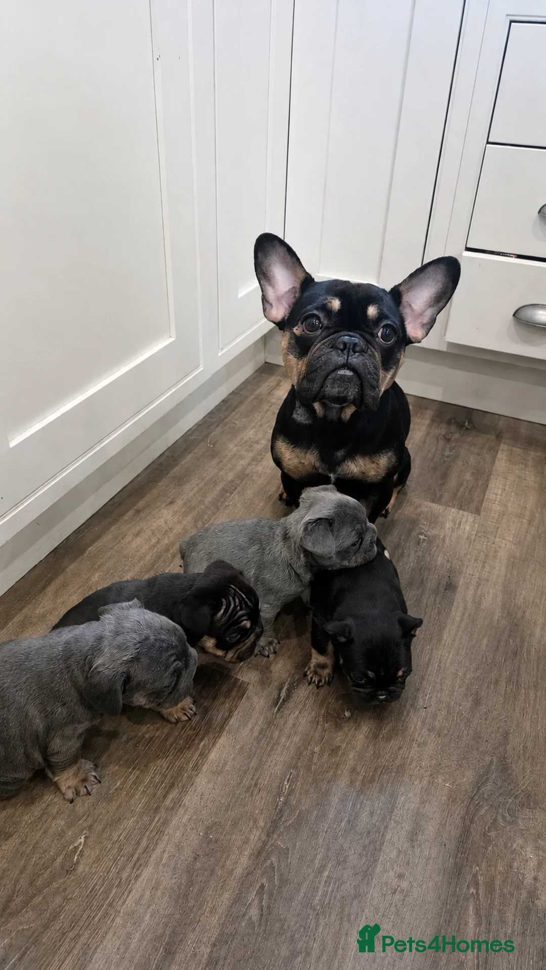 French Bulldog dogs for sale: Last French Bulldog Pup - Advert 2
