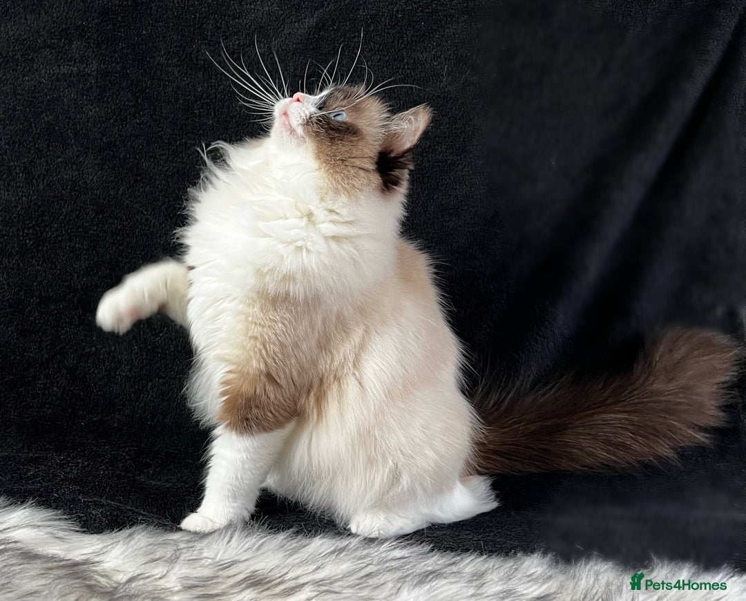 Ragdoll cats for sale: Ragdoll female ACTIVE GCCF registered  - Advert 4