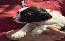 English Springer Spaniel dogs for sale: Working English springer spaniel puppies !!! - Image 12