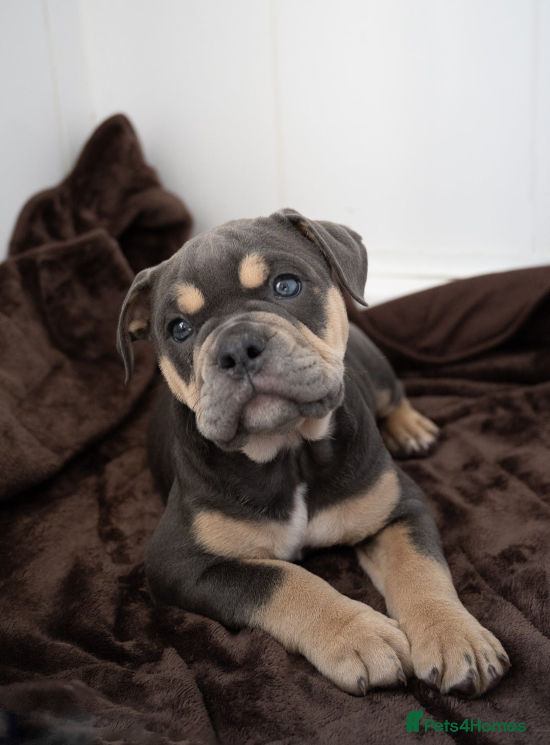 Olde English Bulldogge dogs for sale: Last female olde enlgish bulldogge  - Advert 1