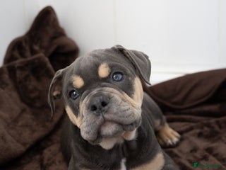 Olde English Bulldogge dogs Last female olde enlgish bulldogge - Advert 16