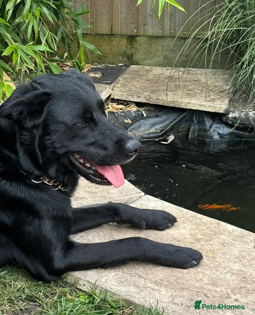 Borador dogs for sale: Labrador Collie Cross (Benji) - Advert 1
