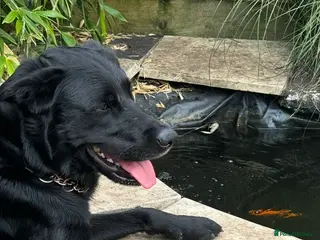 Borador dogs Labrador Collie Cross (Benji) - Advert 1