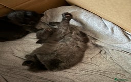 Mixed Breed cats for sale: 4 lovely black kittens waiting for their new homes - Image 4