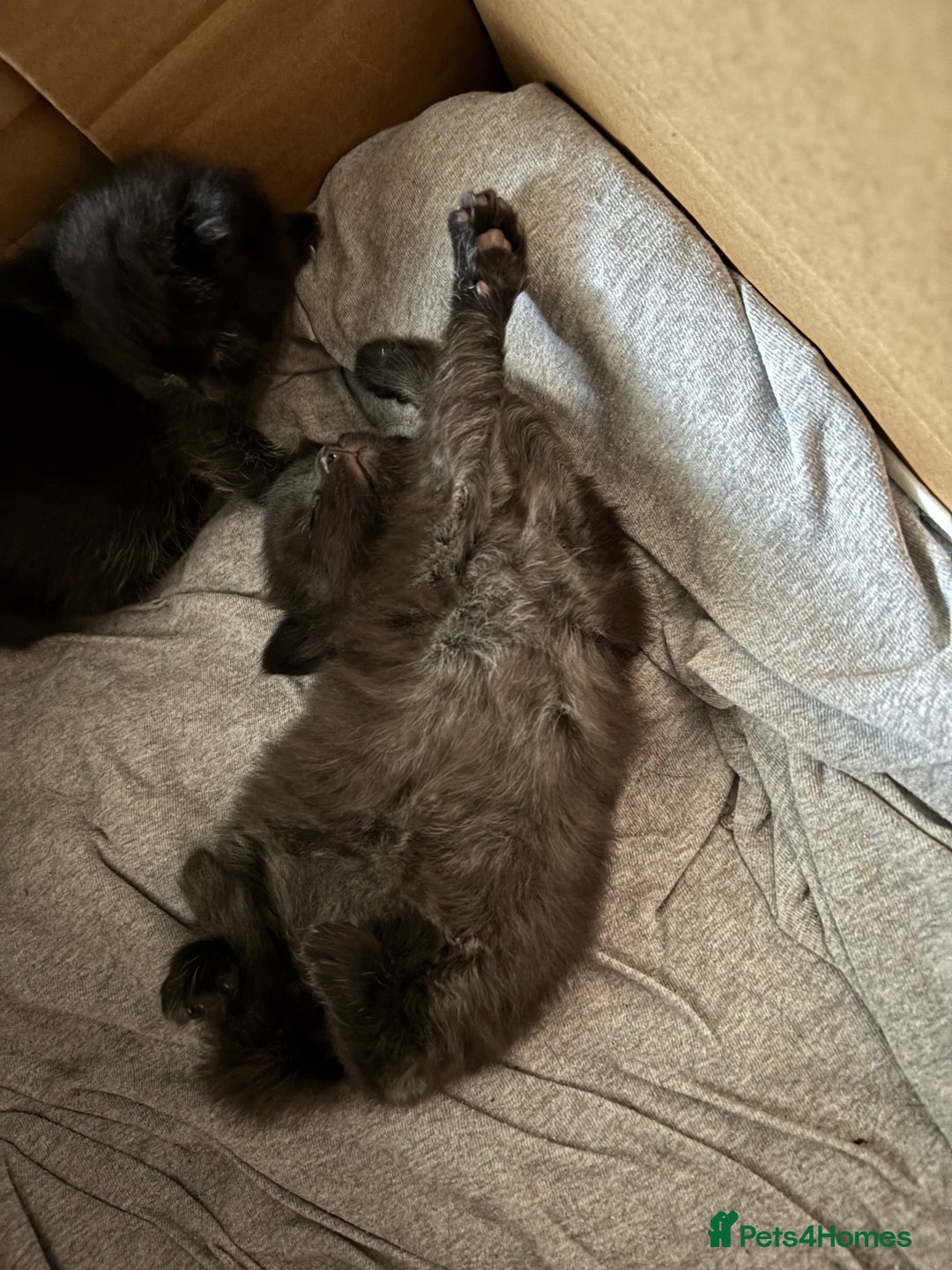 Mixed Breed cats for sale: 4 lovely black kittens waiting for their new homes - Image 4