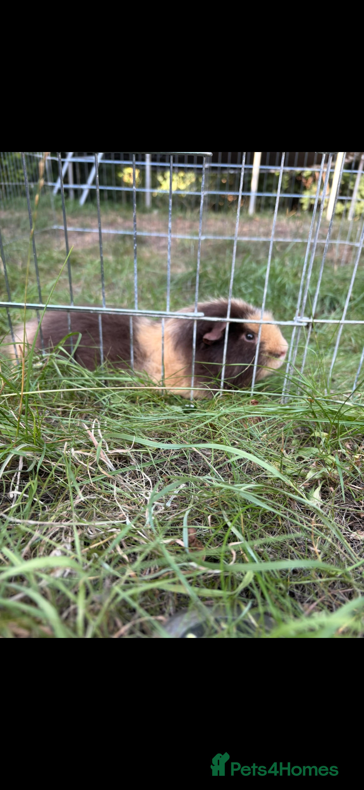 Guinea Pig rodents caramel the guinea pig  - Advert 1
