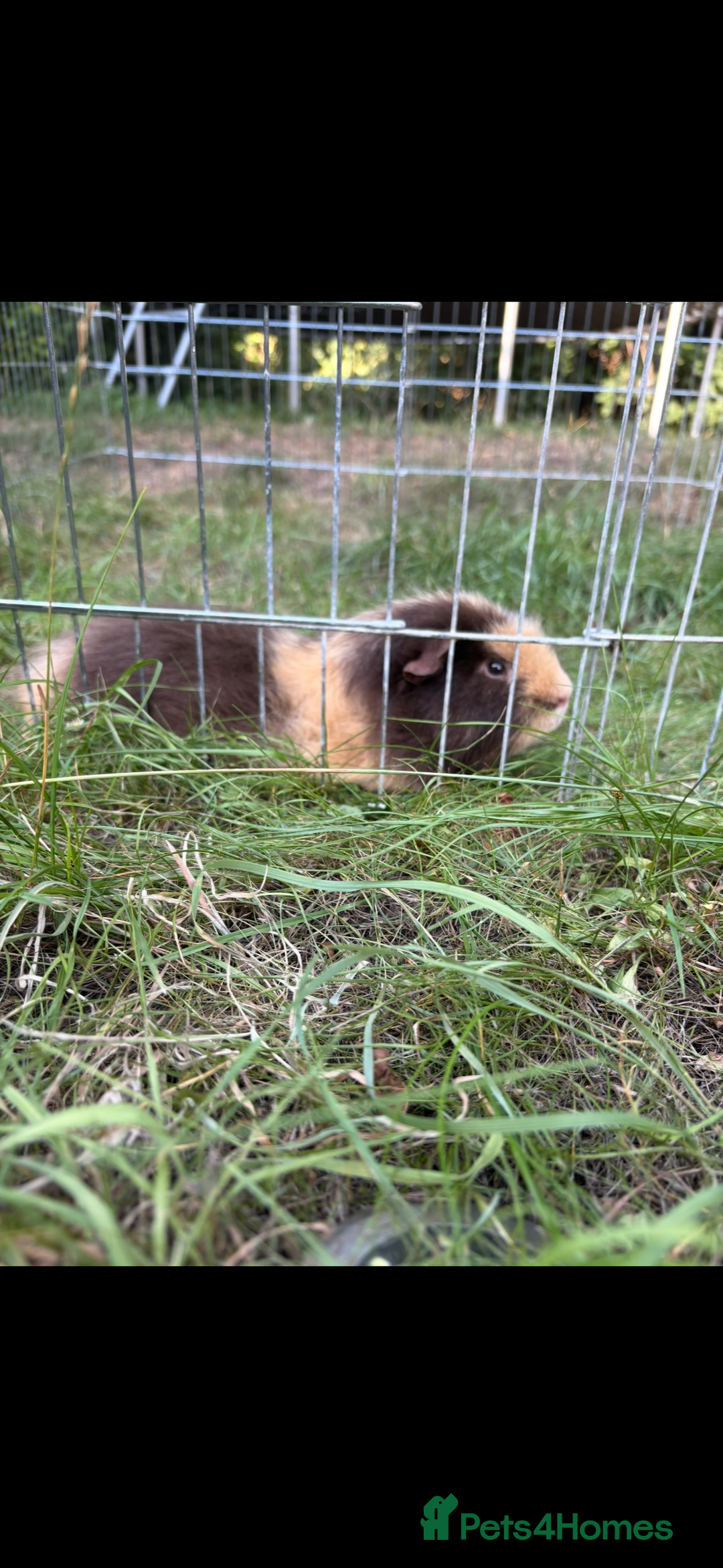 Guinea Pig rodents for sale: caramel the guinea pig  - Advert 1