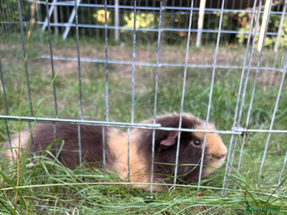 Guinea Pig rodents caramel the guinea pig - Advert 1