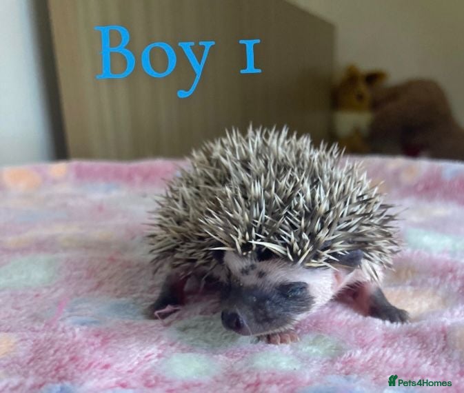 Pygmy Hedgehog rodents African Pygmy Hedgehog's  - Advert 2
