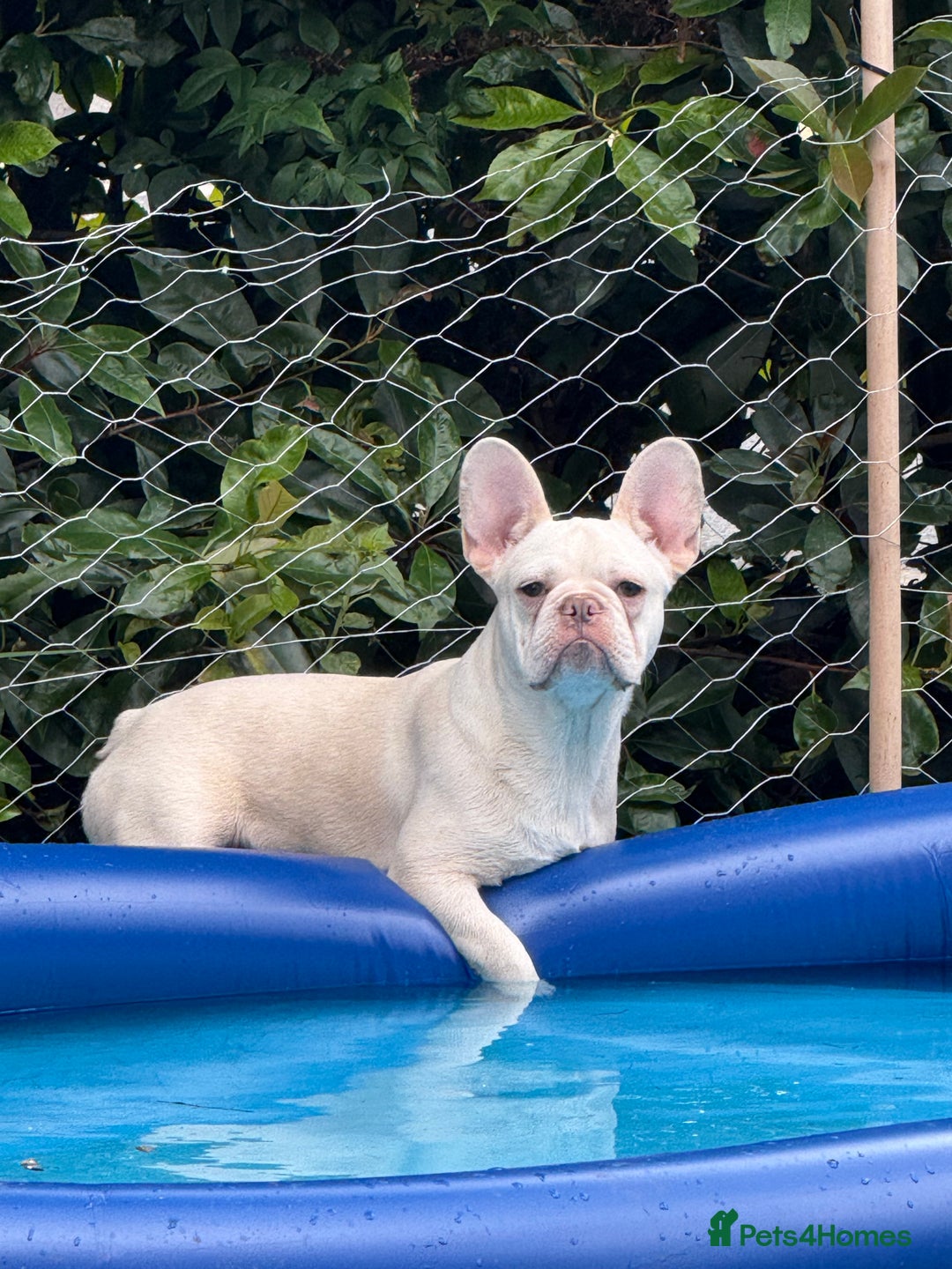 French Bulldog dogs for sale: Platinum Male Frenchie  - Advert 2