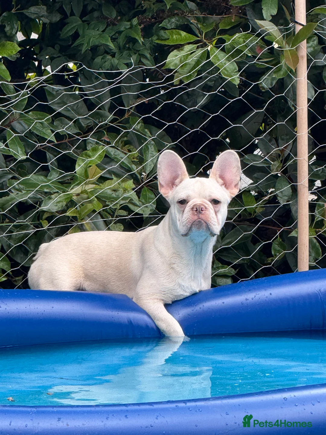 French Bulldog dogs for sale: Platinum Male Frenchie  - Advert 2