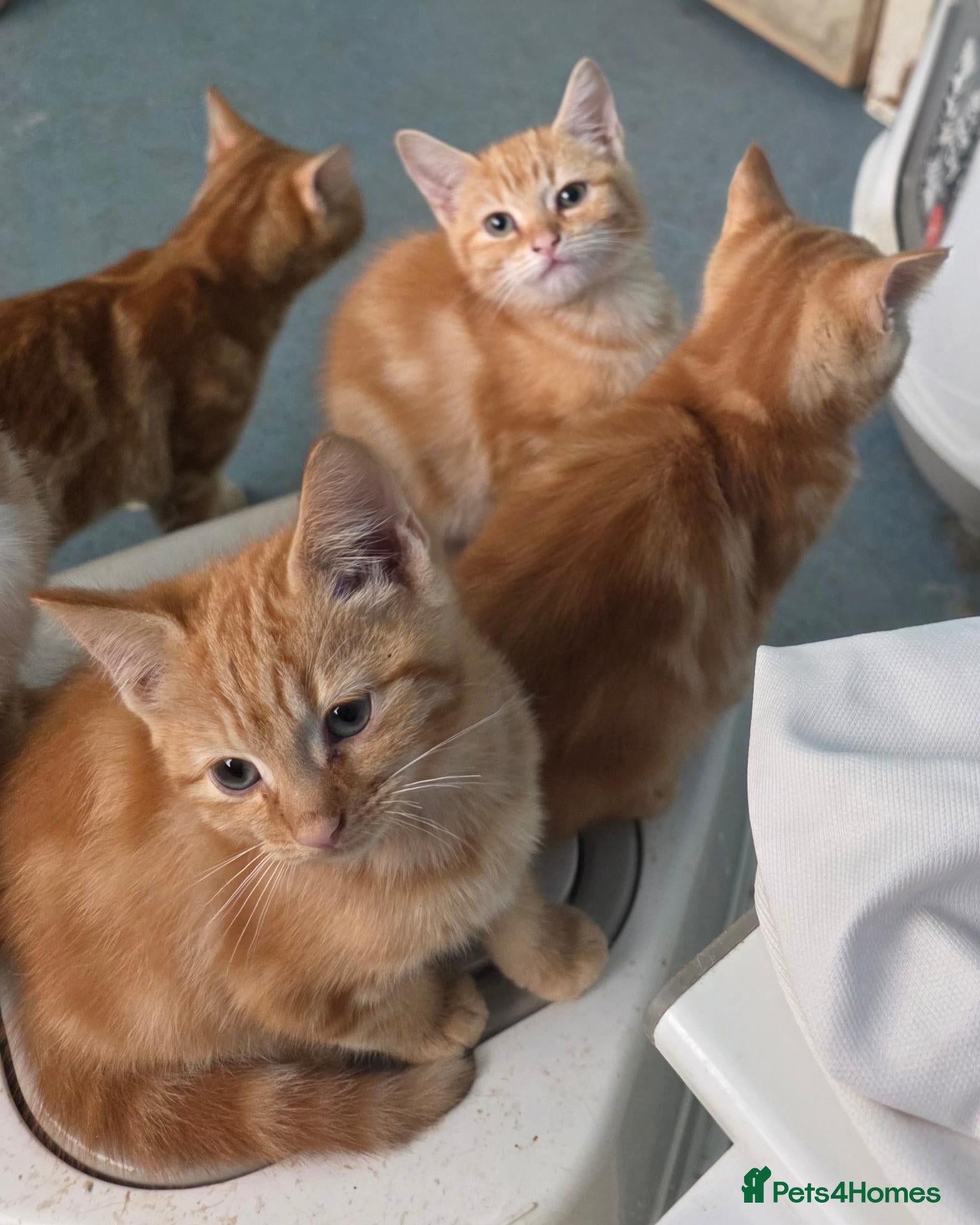 Mixed Breed cats Bengal and British shorthair  - Advert 2